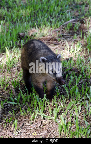 Coatis, Iguassu national park, Brazil (Nasua narica Stock Photo - Alamy