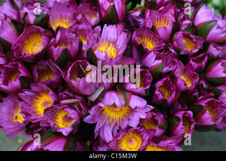 Lotus blossoms as oblation, offering at the Sri Dalada Maligawa, The Temple of the Tooth in Kandy, Sri Lanka, Asia Stock Photo