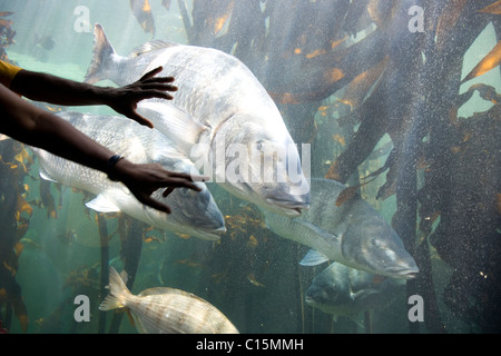Two Oceans Aquarium - the Kelp Forest exhibit. Steenbras lithognathus lithognathus Stock Photo