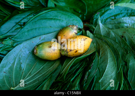 Betel Nut Tree or Betel Palm leaves (Areca catechu), Sri Lanka, South Asia Stock Photo