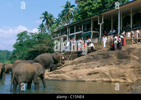 Elephants (Elephantidae) in the Maha Oya River at the elephant orphanage in Pinnawela, Sri Lanka, Asia Stock Photo