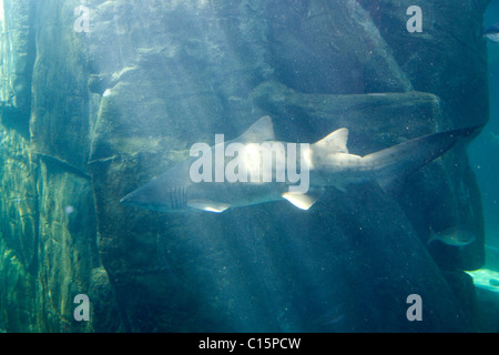 Ragged Tooth Sharks at Cape Town Aquarium Stock Photo