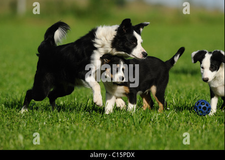 Three border Collies Stock Photo