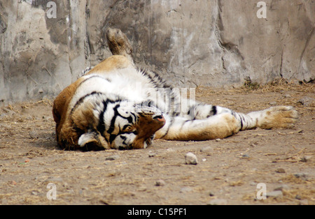 Tigers play in the sun at China's Zhengzhou Zoo ** ** Stock Photo