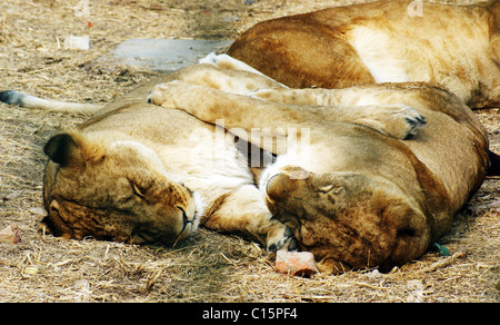 Tigers play in the sun at China's Zhengzhou Zoo ** ** Stock Photo