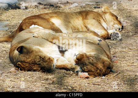 Tigers play in the sun at China's Zhengzhou Zoo ** ** Stock Photo