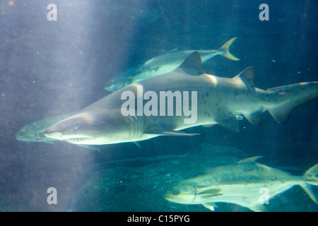 Ragged Tooth Sharks at Cape Town Aquarium Stock Photo