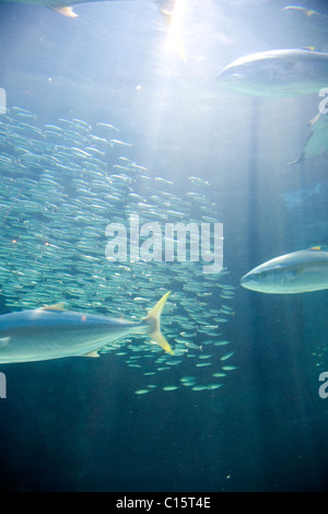 Two Oceans Aquarium Stock Photo