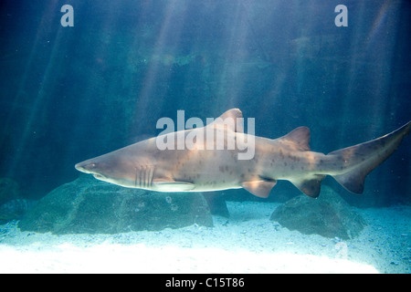 Ragged Tooth Sharks at Cape Town Aquarium Stock Photo