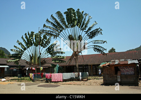 Traveller's Palm Tree Ravenala madagascariensis Taken In Ranomafana Town, Madagascar Stock Photo