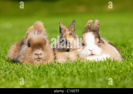 Three rabbits sitting on grass Stock Photo - Alamy