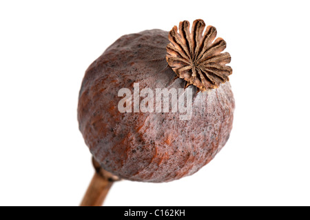 dried poppy heads on white background Stock Photo