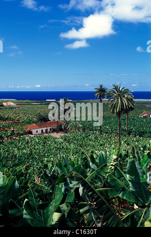 Banana plantation near Icod de los Vinos, Tenerife, Canary Islands, Spain, Europe Stock Photo