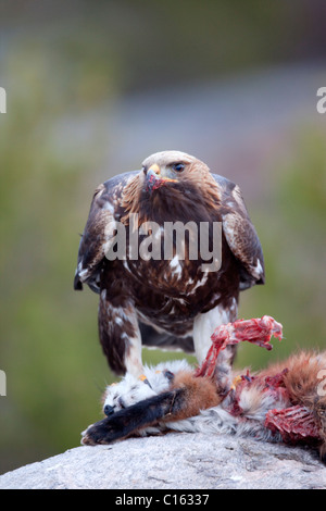 Golden Eagle; Aquila chrysaetos; on a dead fox; Norway Stock Photo