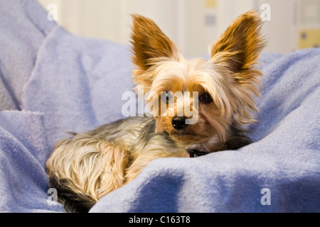 Yorkshire Terrier in the dog basket Stock Photo