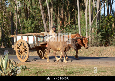 Ox Cart and driver. Madagascar. Note wooden spoke wheels. Stock Photo