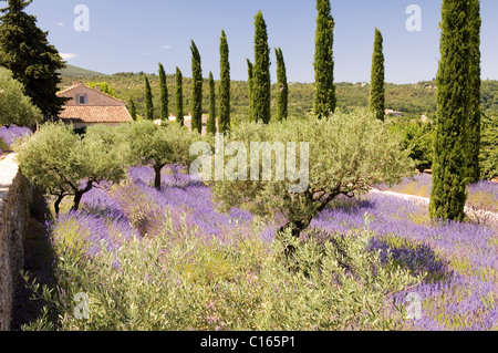 Olive and cypress tree grove carpeted with lavender in Provence Stock Photo