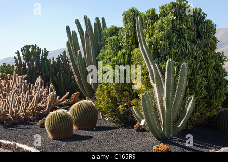 Cactus garden at the Antigua Windmill Craft Centre, Centro de Artesania Molino de Antigua, on the Canary Island of Fuerteventura Stock Photo