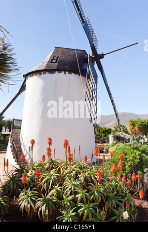 Aloes flowering in front of the traditional windmill at the Antigua Windmill Craft Centre, on the Canary Island of Fuerteventura Stock Photo