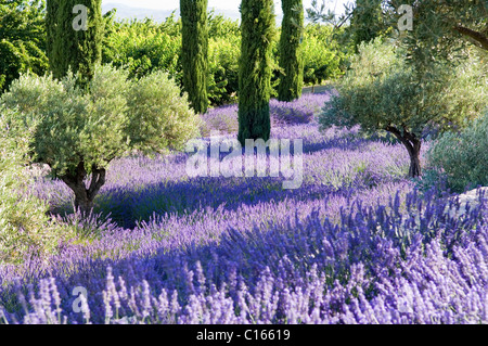 Olive grove with lavender in Provence, France Stock Photo