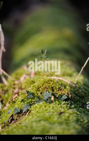 Stock photo of ivy and moss growing on a fallen tree. Stock Photo