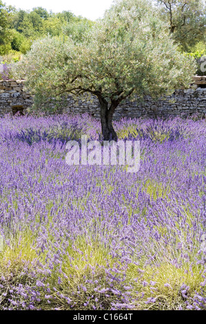 Olive tree surrounded by lavender in Provence, France Stock Photo