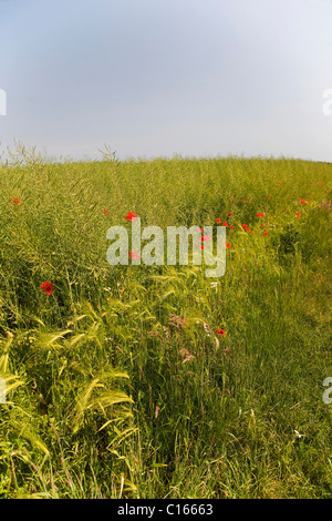 Barley (Hordeum vulgare), Poppies (Papaver) Stock Photo