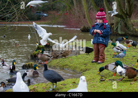 Child feeding ducks in park in winter, Germany Stock Photo