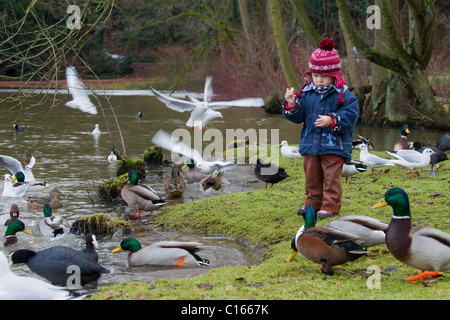 Child feeding ducks in park in winter, Germany Stock Photo