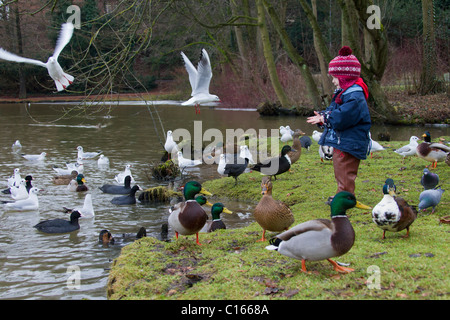 Child feeding ducks in park in winter, Germany Stock Photo