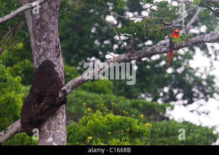 Scarlet Macaw (Ara macao) standing on a branch, close to its nest, Costa Rica, Osa Peninsula. Stock Photo