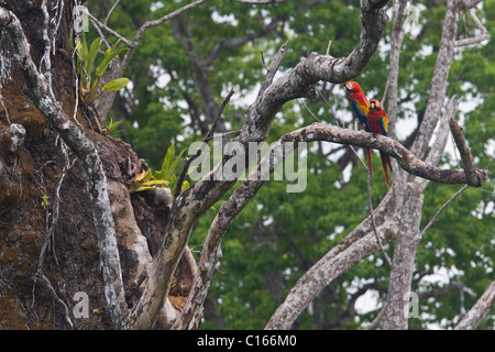 Couple of Scarlet Macaws (Ara macao) standing on a branch, close to their nest, Costa Rica, Osa Peninsula. Stock Photo