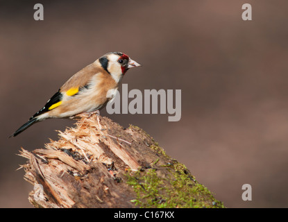 Goldfinch (Carduelis carduelis) perched on top of log Stock Photo