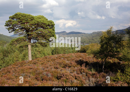 Autumn time in Glen Affric, Scotland, September 2010 Stock Photo