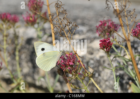 Large white - Cabbage white (Pieris brassicae) gathering nectar on flower - Vaucluse - Provence - France Stock Photo