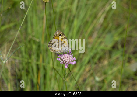 Wall brown (Lasiommata megera) gathering nectar on flower - Vaucluse - Provence - France Stock Photo