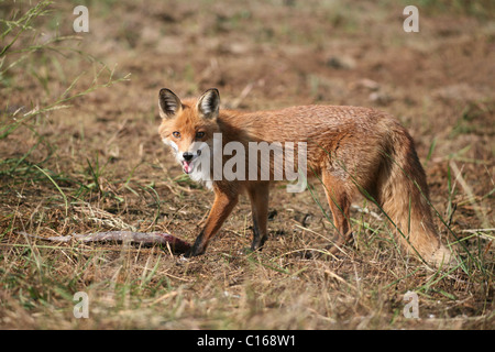 Red Fox (Vulpes vulpes) in summer, with a fish Stock Photo