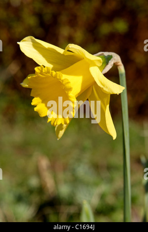 King Alfred type trumpet daffodil in an English garden Stock Photo