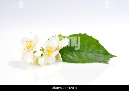 Common White Jasmine (Jasminum officinale), flowers and a leaf Stock Photo