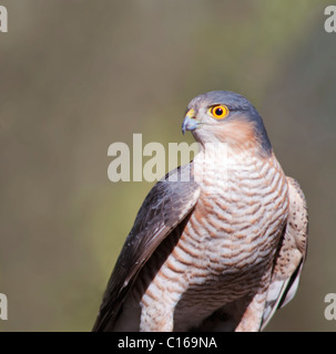 Wild Male Sparrowhawk (Accipiter nisus) perched after unsuccessful hunting attempt Stock Photo