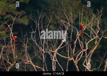Couple of Scarlet Macaws (Ara macao) standing on a tree at sunrise, Costa Rica, Osa Peninsula. Stock Photo
