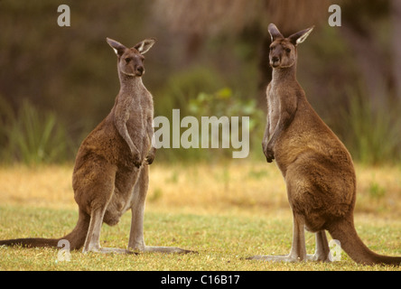 Two western grey kangaroos, Macropus fuliginosus, fighting / sparring