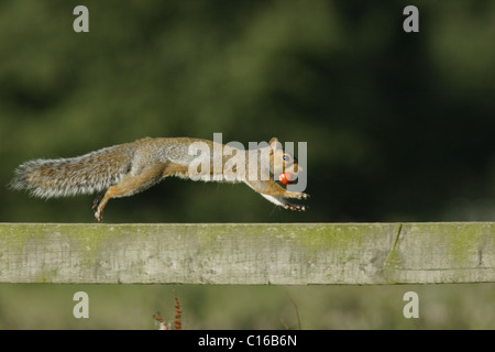 Grey Squirrel (Sciurus carolinensis) running along fence with chestnut, autumn, Yorkshire, UK Stock Photo