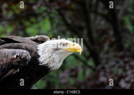 Bald Eagle (Haliaeetus leucocephalus), zoo, North Rhine-Westphalia, Germany, Europe Stock Photo