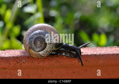 Snail (Gastropoda) Stock Photo