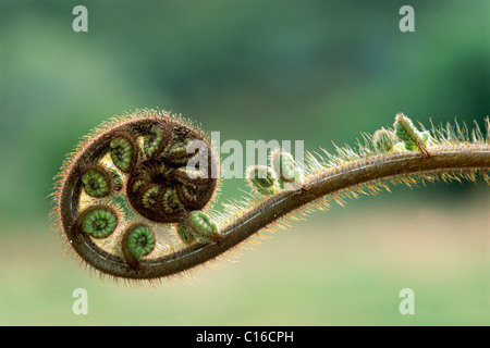 Young fern, South Island, New Zealand Stock Photo