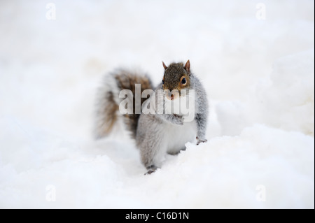 Squirrel closeup with white snow in winter from Central Park in New York City Manhattan. Stock Photo