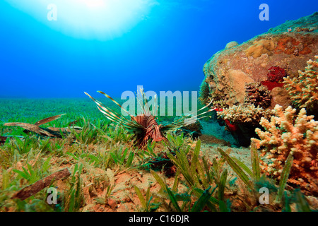 A common lionfish hunts just off the bottom in the shallows above the sea grass with the sun in the background