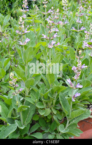 Common Sage (Salvia officinalis) Stock Photo
