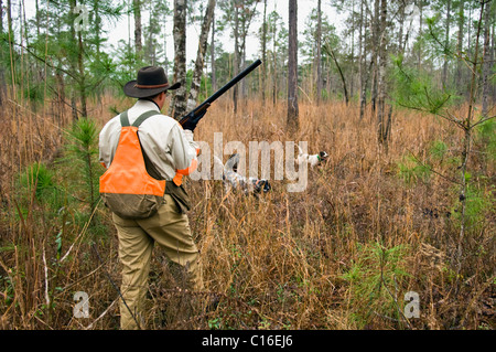 English Setter and English Setter Pointing Birds as Hunter Walks in to Flush Birds during a Bobwhite Quail Hunt in Georgia Stock Photo